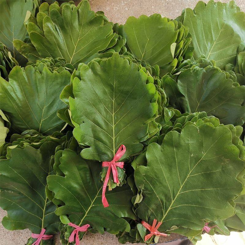 新鲜菠萝叶野生粽叶大号玻璃叶现摘桲椤叶子粽子大叶胡叶槲叶树苗图片