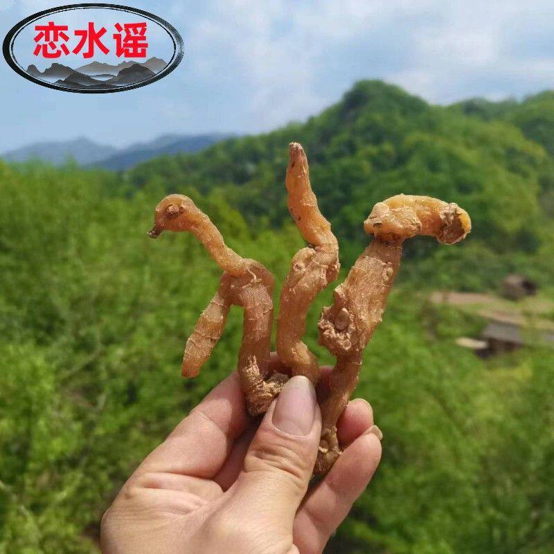 野生黄精新鲜正宗食用老虎姜鸡头黄精种籽姜形多花甜黄精种苗包邮图片