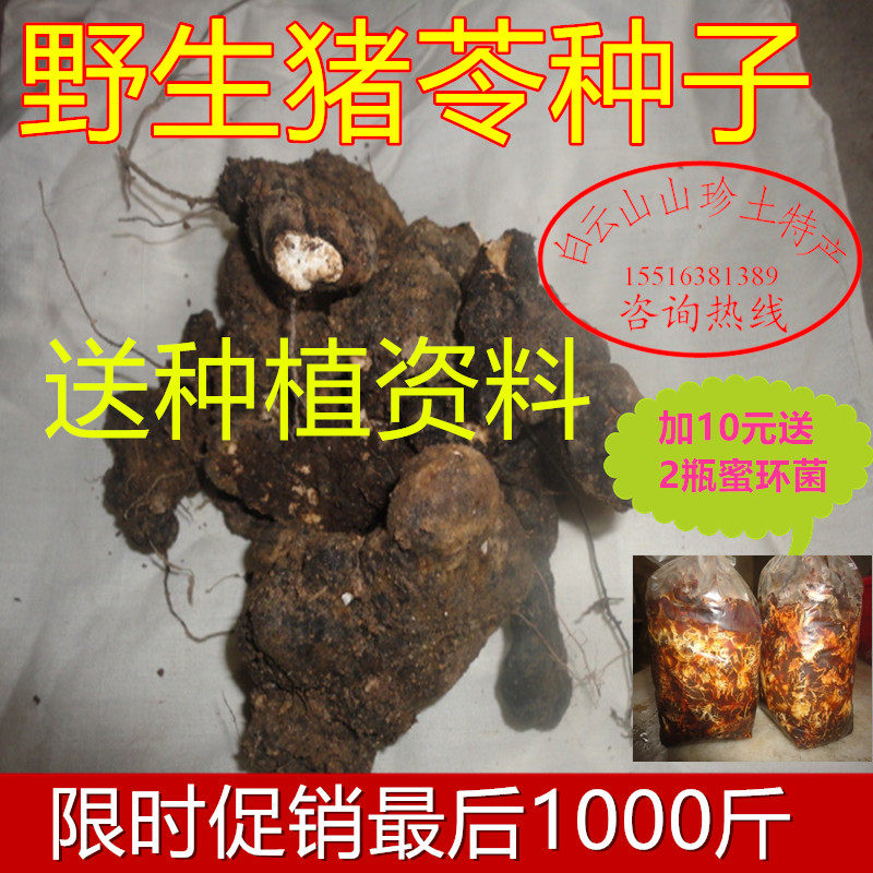河南伏牛山新鲜猪苓种子野生猪苓1斤送密环菌2瓶种植一个平方包邮