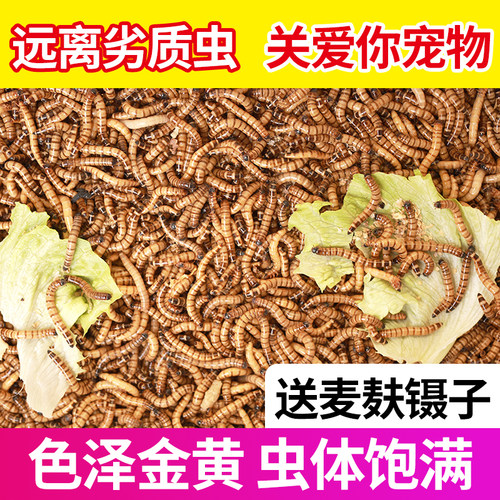 面包虫大麦活体饲料食物