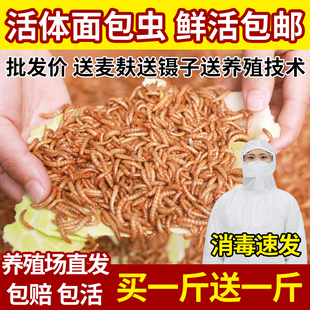 面包虫活体黄粉虫活虫活食物宠物零食仓鼠龙鱼乌龟粮鸟饲料虫 包邮