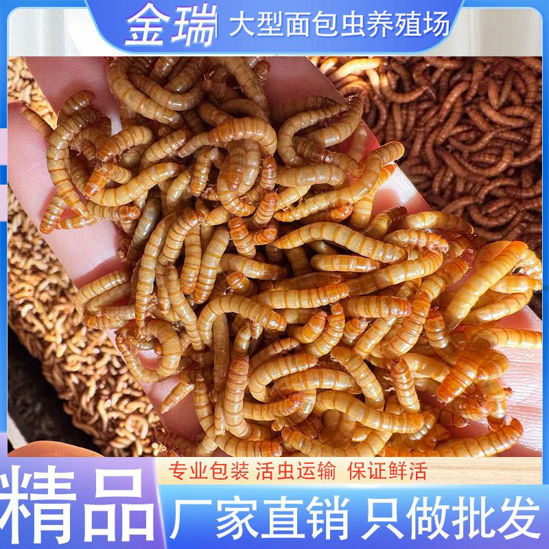 面包虫活虫黄粉虫活体