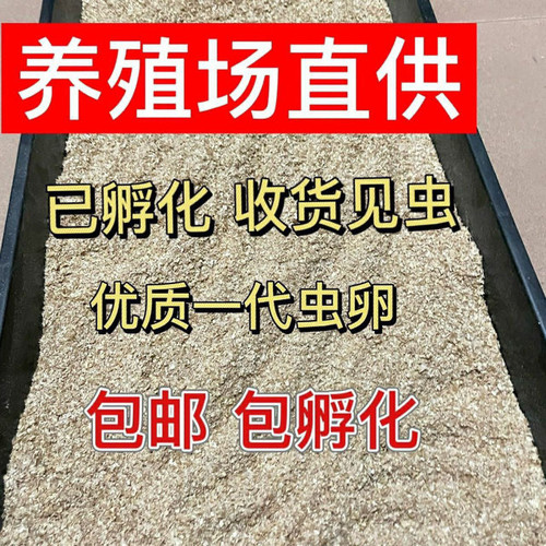 黄粉虫面包虫优质种虫虫卵虫苗活体一代虫卵包邮包技术