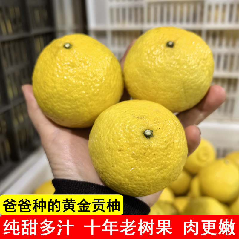 湖南怀化雪峰黄金贡柚新鲜孕妇水果洪江春香小柚子象山青礼盒10斤
