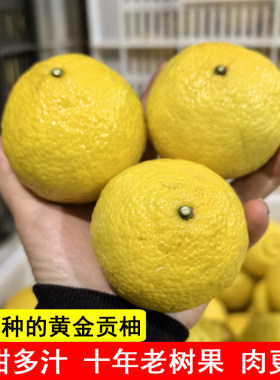 黄金贡柚洪江黄金贡柚象山青春香