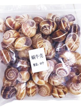 西餐摆盘装饰品法国进口田螺壳法式蜗牛壳snail shell空壳奥帝牌
