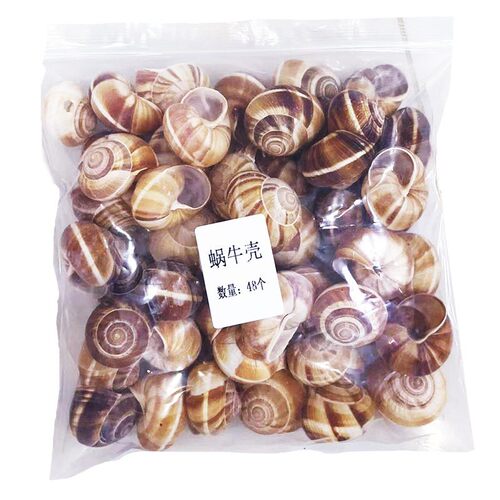 西餐摆盘装饰品法国进口田螺壳法式蜗牛壳snail shell空壳奥帝牌
