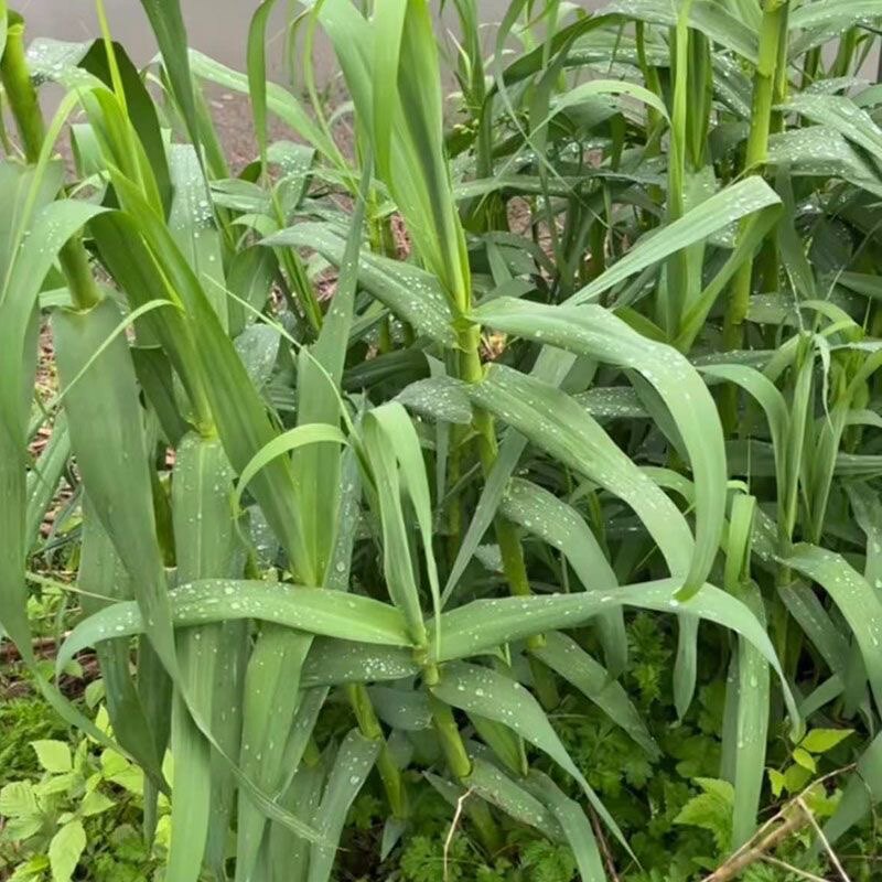 绿洲一号芽节种芽 种节 种子籽 高产牧草配资料附实物照片包邮