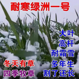 绿洲一号牧草王种节中华粮草种子高产耐寒一号多年生四季 种籽子