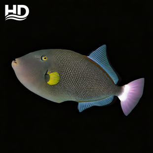 海水观赏鱼《玻璃炮弹》以检疫开口饲料,适合新手玩家易养高抗体