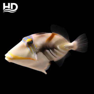 海水观赏鱼《鸳鸯炮弹》以检疫开口饲料,适合新手玩家易养高抗体