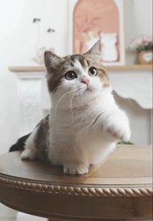 曼基康矮脚弟弟金加白矮脚猫咪小猫