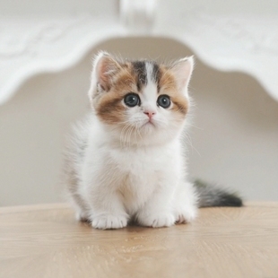 现猫 曼基康矮脚弟弟金加白矮脚小猫咪