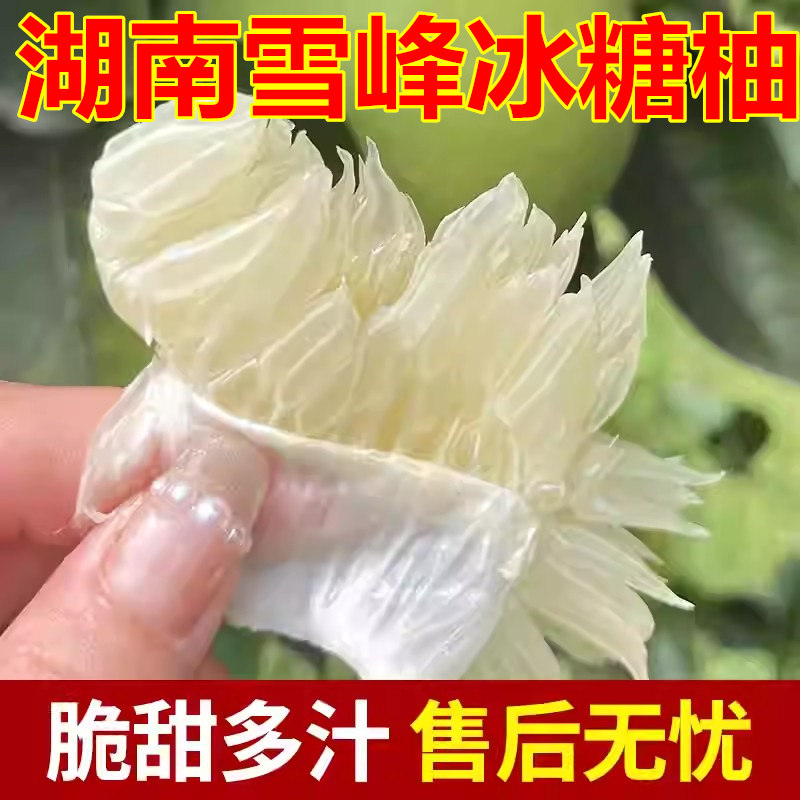 湖南怀化雪峰冰糖柚安江新鲜水果小苦柚脆甜柚当季老树高山药柚子