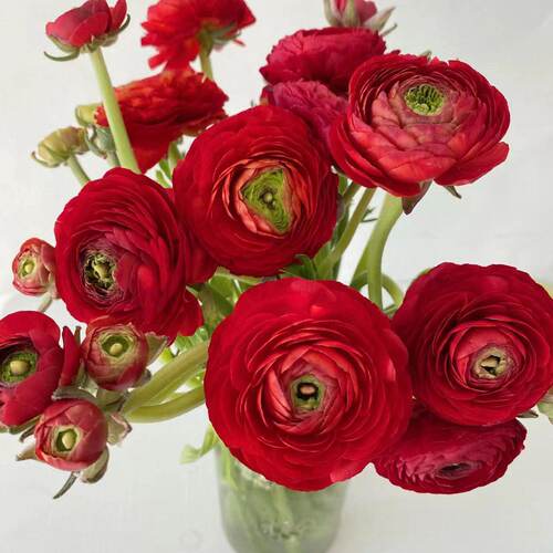 红色洋牡丹基地直发新鲜