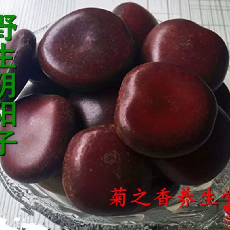 中药材野生阴阳子  肾树宝 木腰子泡酒料500克 另有双肾子 风流果