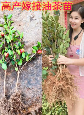 当年结果油茶苗长林高产