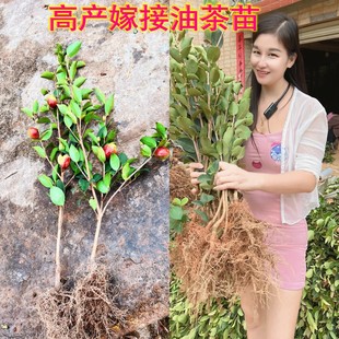 江西遂川嫁接高产油茶树苗 大苗当年结果 长林杂交良种大子油茶苗