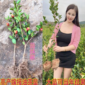 高产嫁接油茶苗矮化良种茶籽长林油茶树苗红皮果油茶子树当年结果