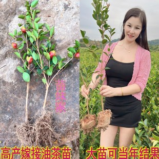 高产嫁接油茶苗矮化良种茶籽长林油茶树苗红皮果油茶子树当年结果