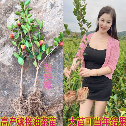 高产嫁接油茶苗矮化良种茶籽长林油茶树苗红皮果油茶子树当年结果