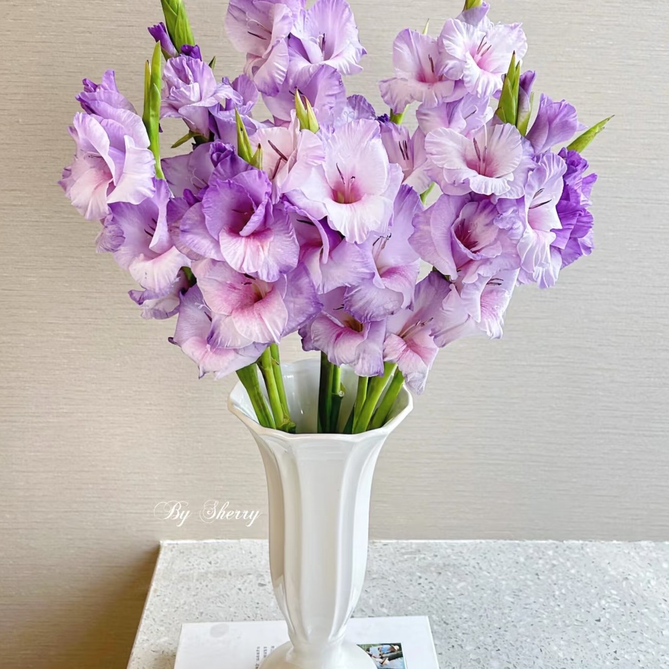 5颗【诺帝卡】剑兰种球进口唐菖蒲花卉绿植盆栽种子办公室内阳台