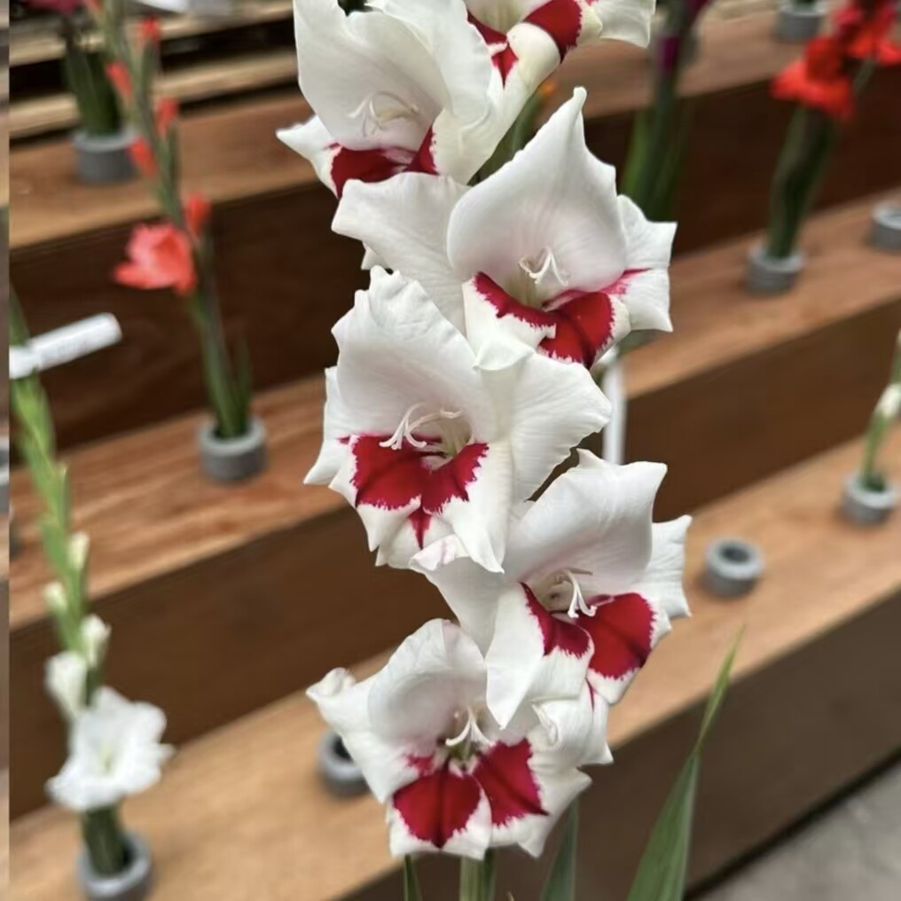新品【尼克】唐菖蒲剑兰荷兰进口种球花卉室内室外地栽庭院绿植