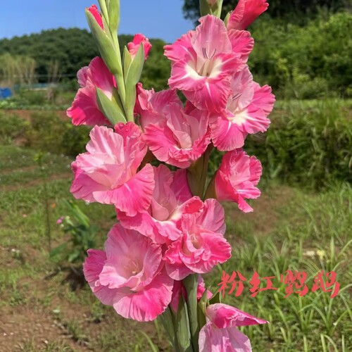 剑兰荷兰进口种球室内阳台庭院