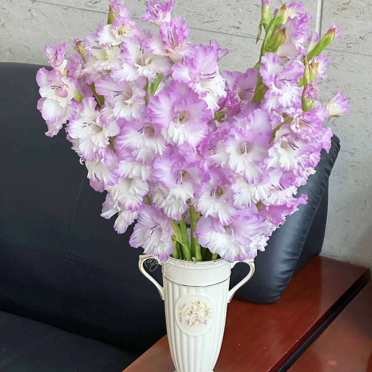 5颗【紫雾】剑兰种球荷兰进口唐菖蒲花卉绿植盆栽种子多年生