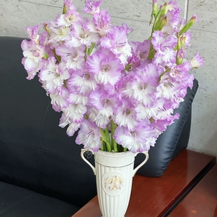 5颗【紫雾】剑兰种球荷兰进口唐菖蒲花卉绿植盆栽种子多年生