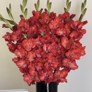 新品【潇洒骑士】唐菖蒲剑兰荷兰进口种球花卉绿植四季室内庭院