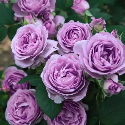 新品日月灌木蓝色风暴月季花苗 阳台玫瑰花 盆栽花卉大花月季