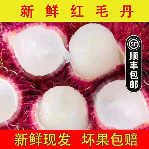 顺丰包邮现摘现发红毛丹净重现摘新鲜水果毛荔枝孕妇水果野荔枝