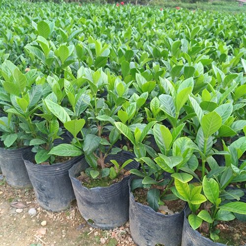 绿植盆栽四季开花浓香型阳台植物