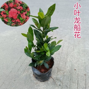 龙船花苗盆栽仙丹花水绣球室内外庭院四季植物花卉观叶花灌木绿植