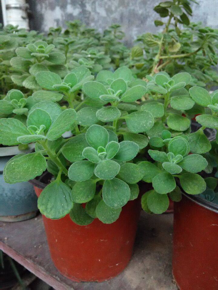 一抹香盆栽 室内碰碰香 香草多肉植物 客厅驱虫净化空气绿植花卉