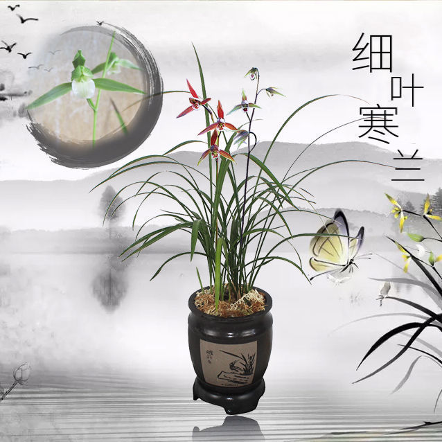 带花苞细叶寒兰浓香型花卉