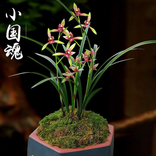 带花苞建兰小国魂达摩精彩梅大青
