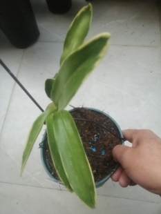 红国王石斛艺草，2苗1芽，苗情健康，根系好。