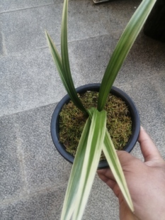 墨兰艺草，2苗，苗情健康，造型好，根系好