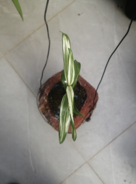 金钗石斛艺草，扦插苗，不带盆和质料，水苔包裹发货。