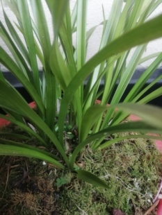 金黄素，13苗，苗情健康，根系好。