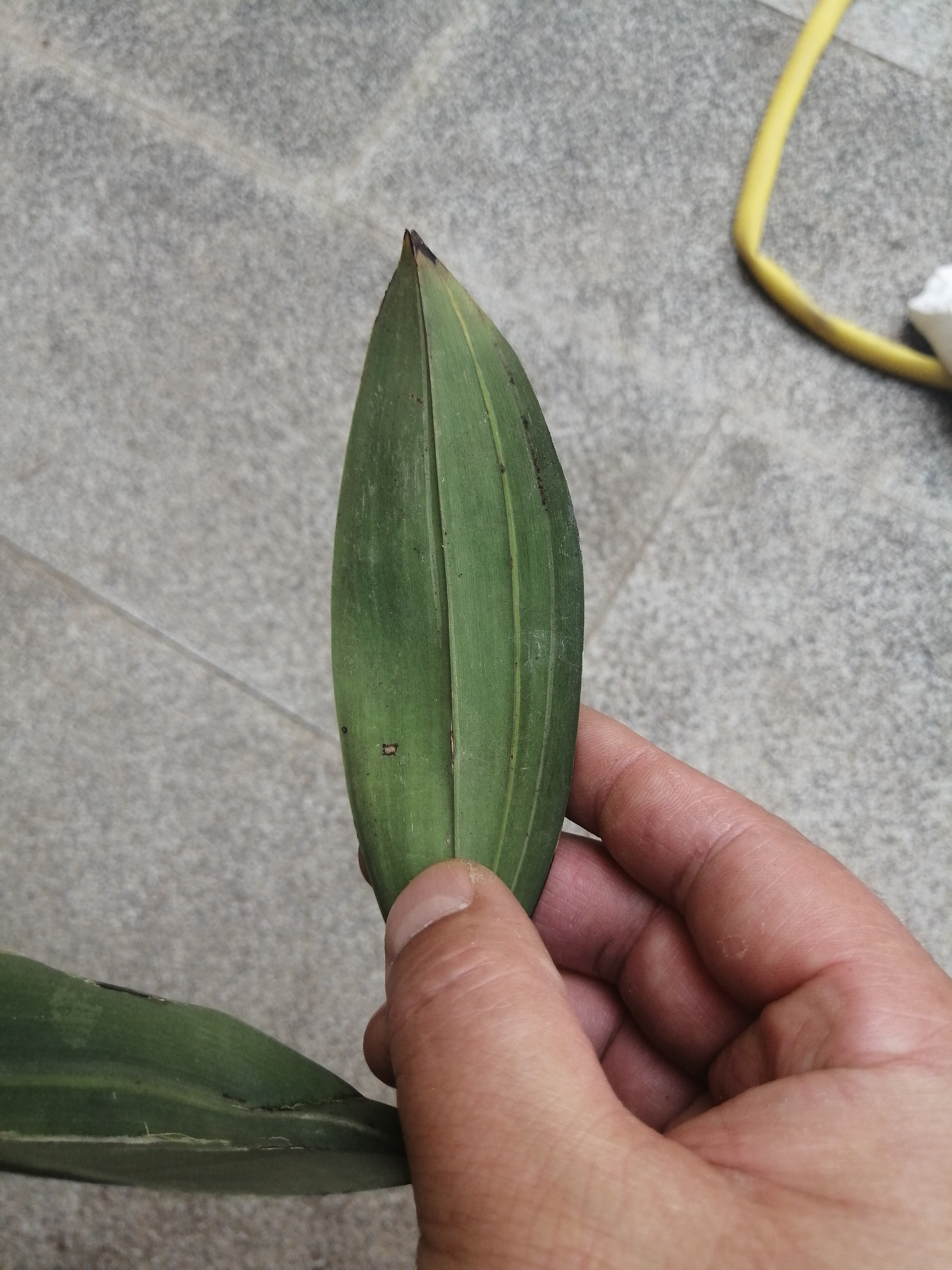 磨砂兔耳兰艺草，叶片油亮，根系