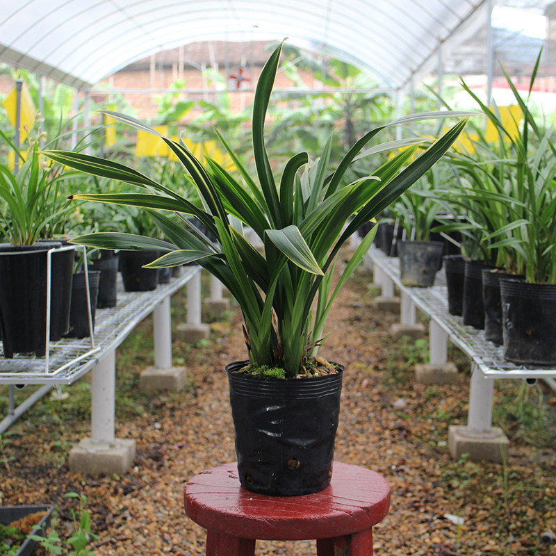 青轩兰场 金凤锦浓香金边墨兰冬天带花苞 春节开花四季盆栽兰花苗