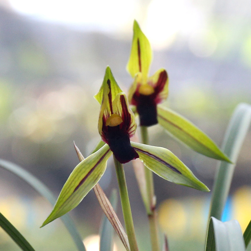 青轩兰场包公魂春兰黑素花 浓香花卉办公室盆栽兰花苗 假一赔十