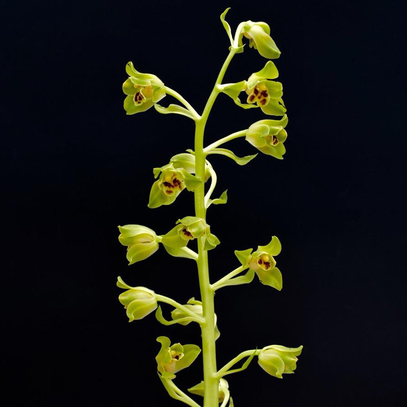 海归蜂巧 高档老种梅瓣蕙兰 室内客厅绿植花卉盆栽兰花苗假一赔十