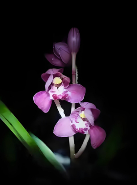 建兰多个SKU 市长红精彩梅逸红双娇富山奇蝶青山玉泉兰四季兰花苗