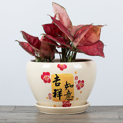 中国风室内外桌面兰花发财树花盆