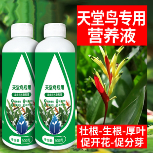 天堂鸟专用营养液黄叶卷边开裂叶子发黄肥料家用室内盆栽植物花肥