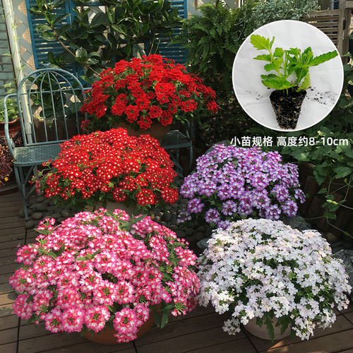【小苗满30包邮】美女樱盆花苗四季多年生紫色庭院阳台植物